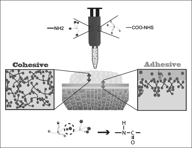 Schematic illustration of the mucoadhesive system